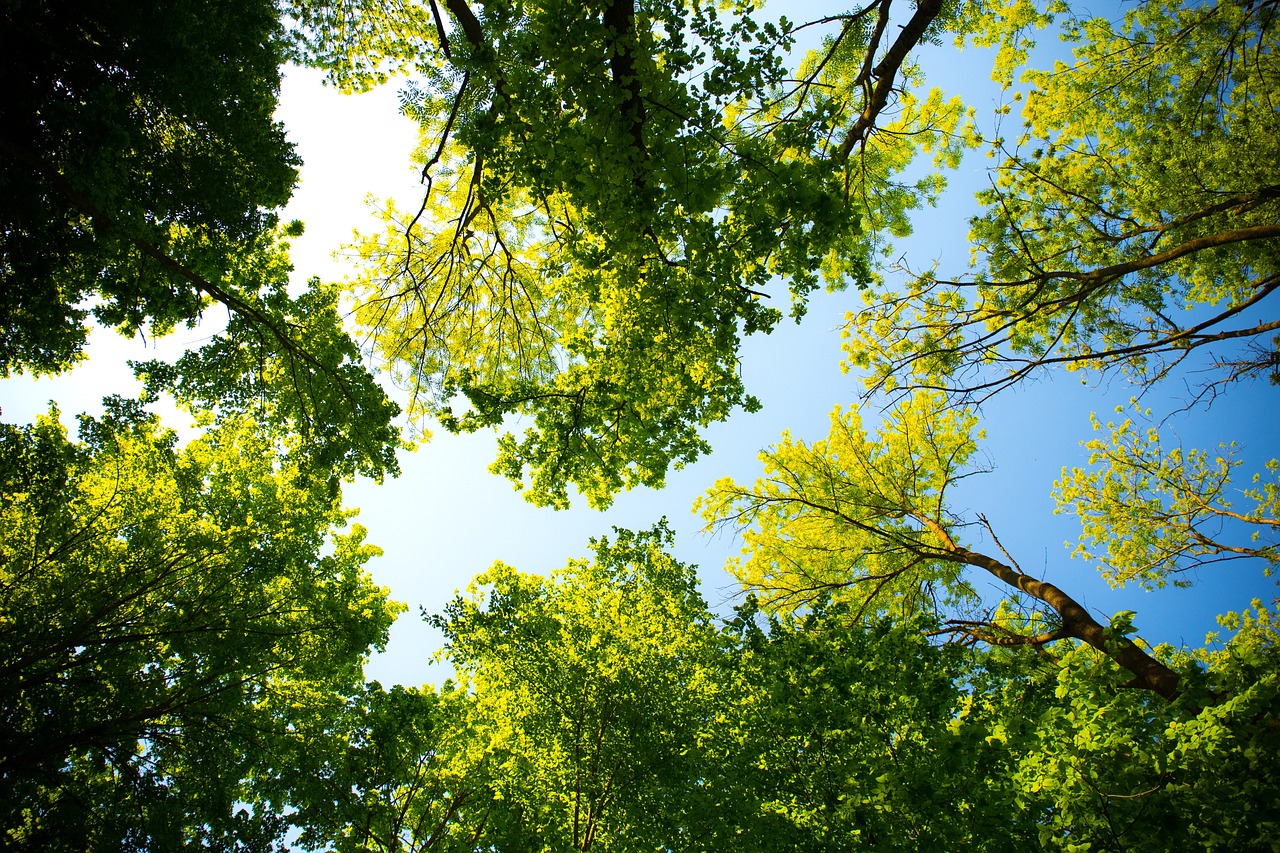 a forest filled with lots of green trees, a picture, by Joseph von Führich, shutterstock, with branches! reaching the sky, nice spring afternoon lighting, looking at the ceiling, some yellow green and blue
