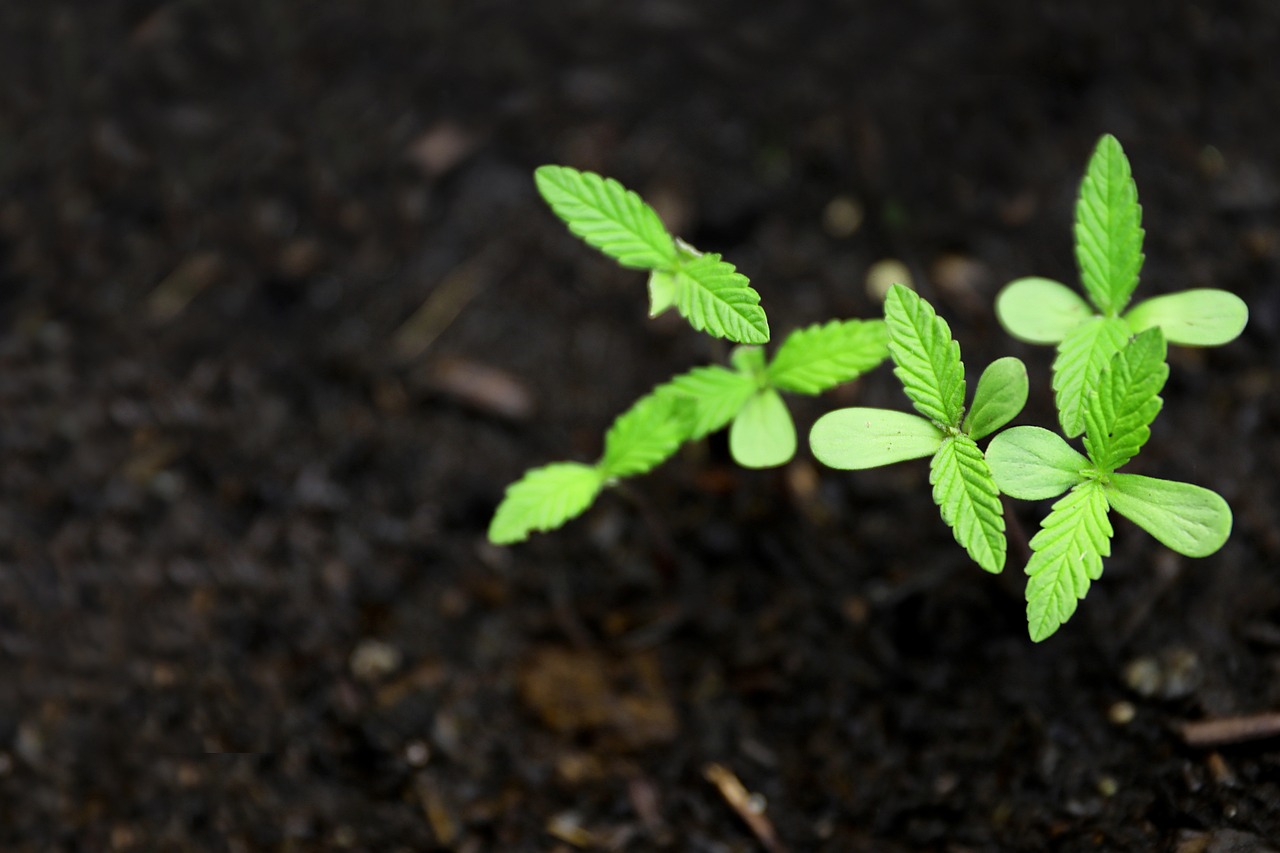 a small plant sprouting out of the ground, with green cannabis leaves, top down shot, high-res, seedlings