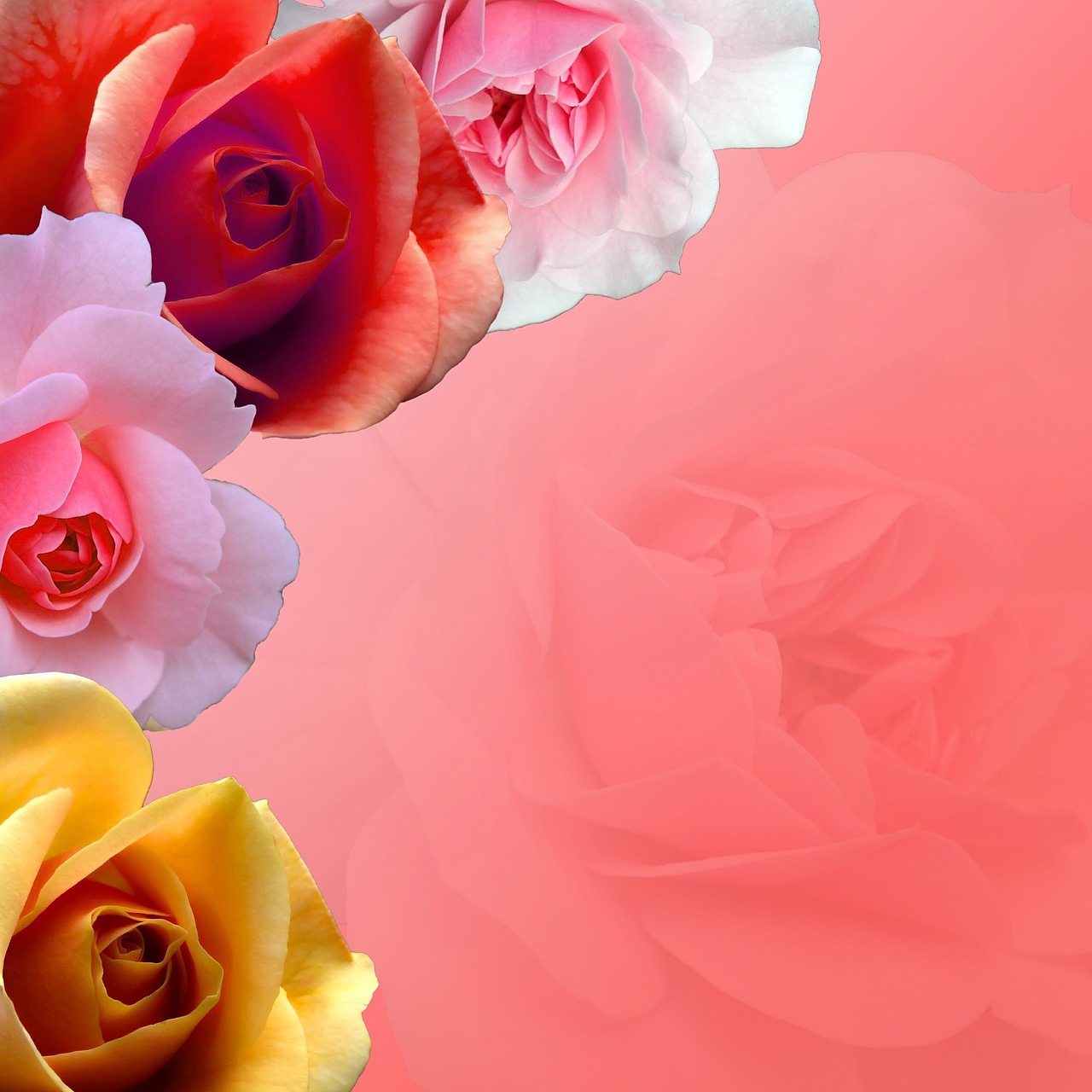 a bunch of pink and yellow roses on a pink background, a digital rendering, red white background, closeup photo, gradient red to yellow, colorful photo