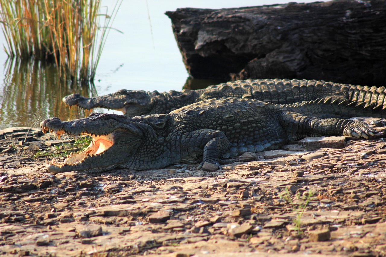 a large alligator sitting next to a body of water, bushveld background, twins, molten, shoreline