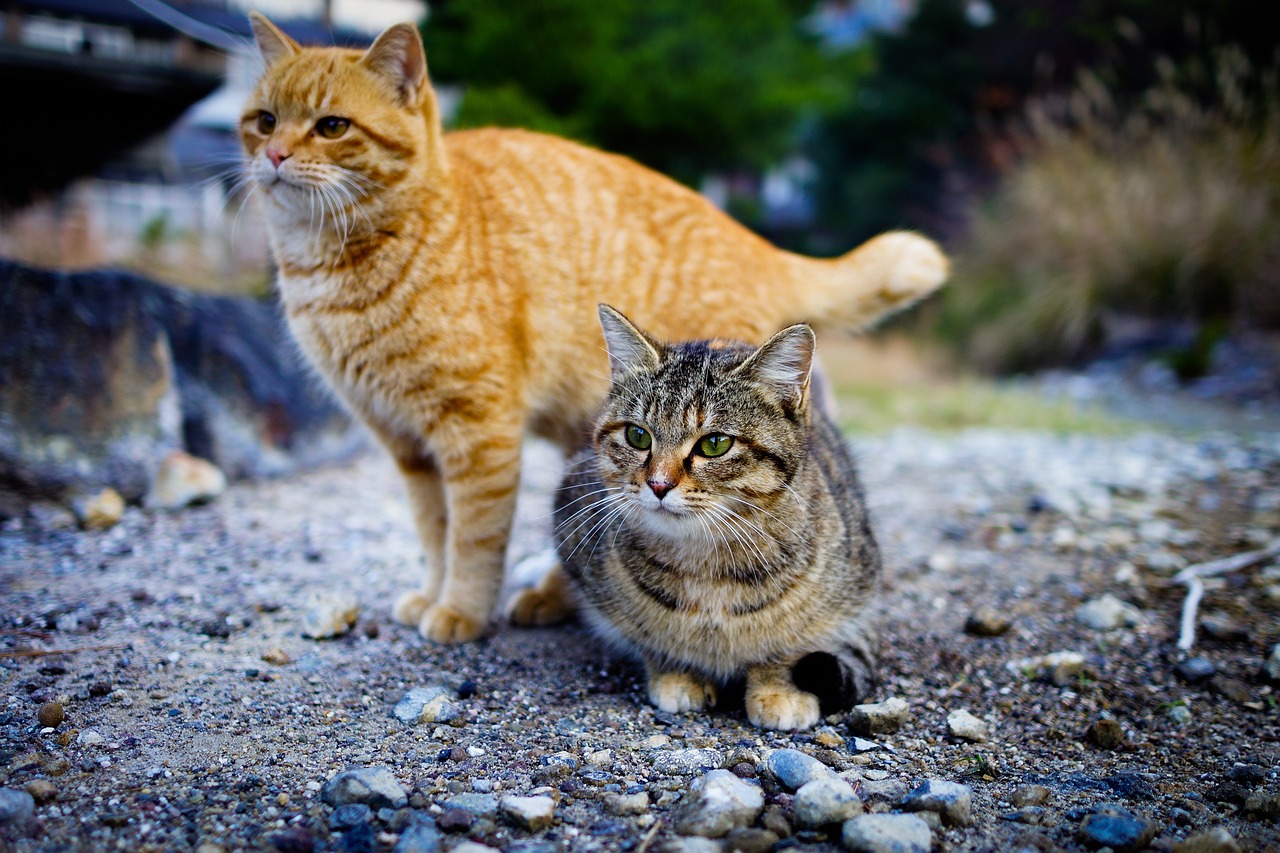 a couple of cats standing next to each other, a picture, by Niko Henrichon, shutterstock, walking towards the camera, roaming the colony, garfield, very detailed picture