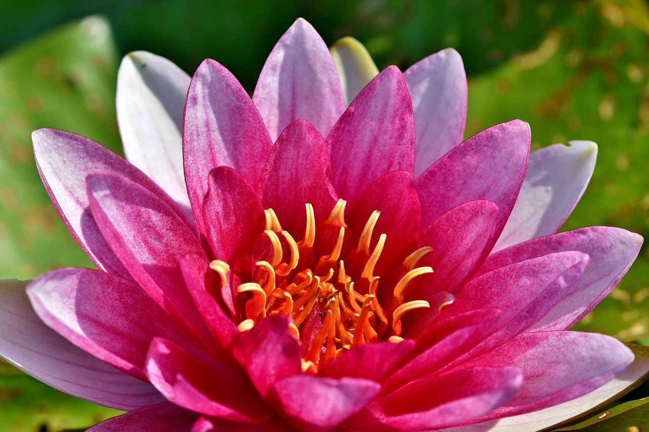 a close up of a pink water lily, a picture, hurufiyya, closeup photo, red flower, beautiful sunny day, lilies