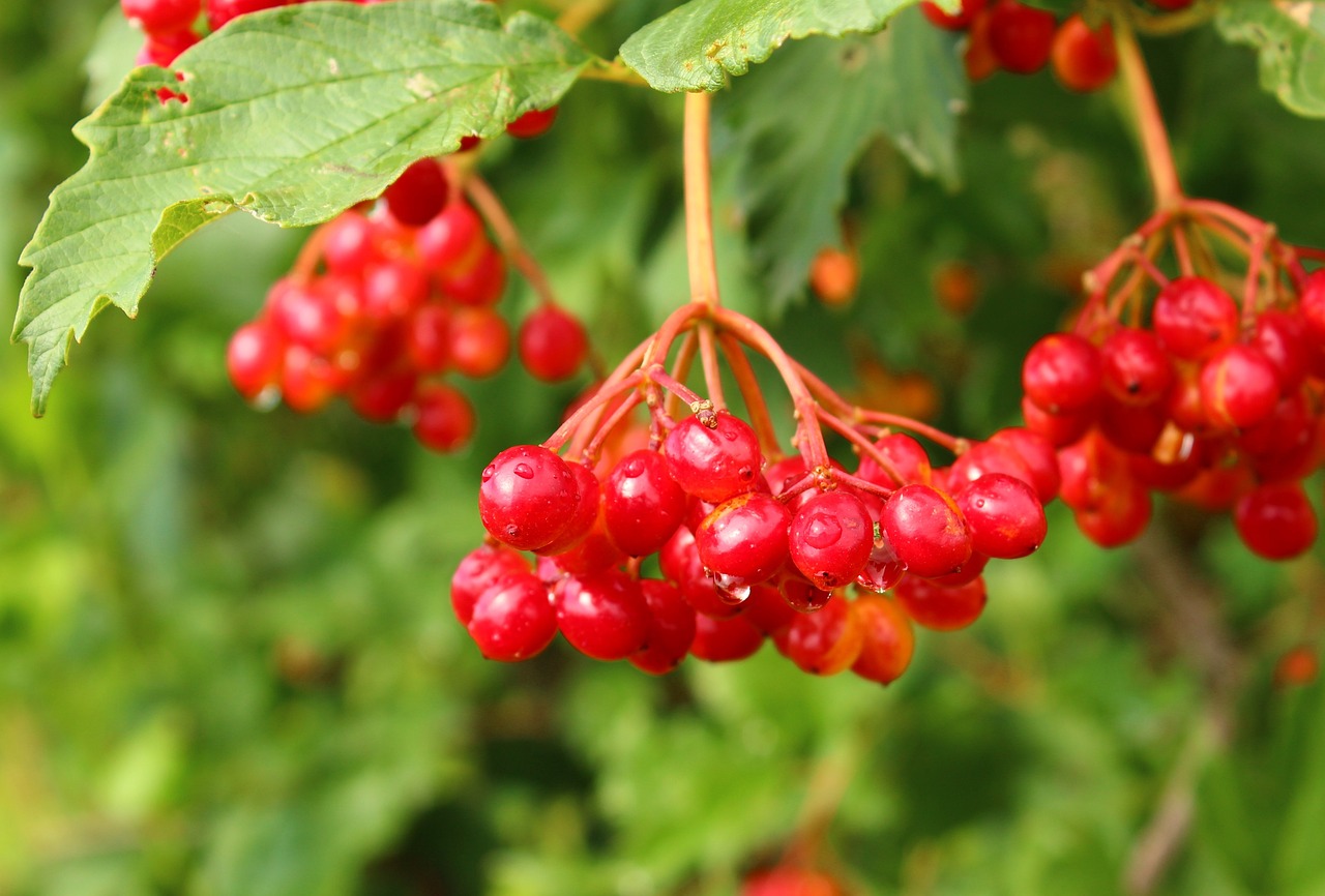 a bunch of red berries hanging from a tree, a picture, shutterstock, hurufiyya, avatar image, vladimir krisetskiy, with vegetation, wisconsin