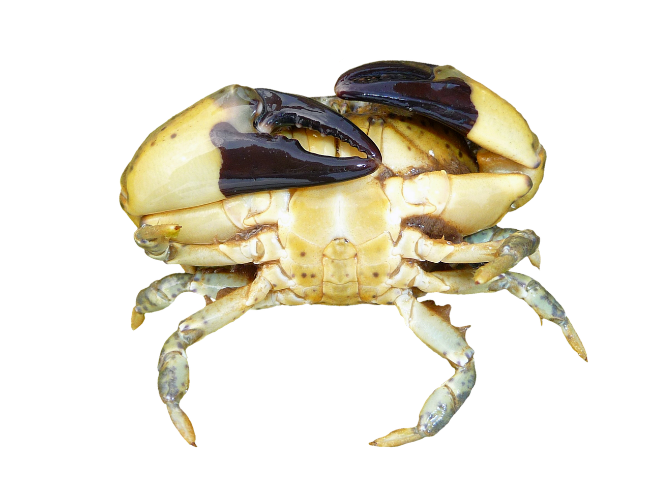 a close up of a crab on a black background, dada, rhino beetle, cut-away, grasping pseudopods, biological photo