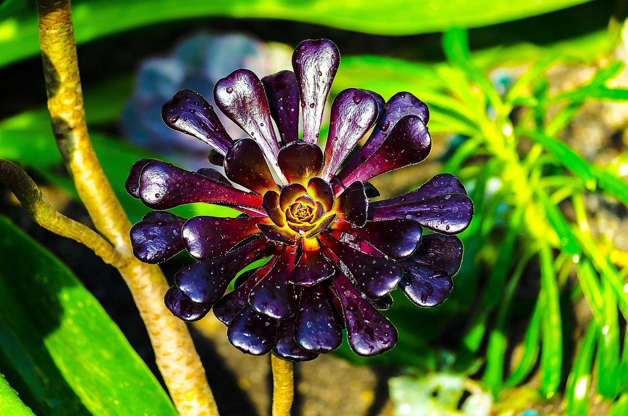 a purple flower sitting on top of a green plant, a macro photograph, art nouveau, black sand, very very well detailed image, colorful tropical plants, black and brown colors