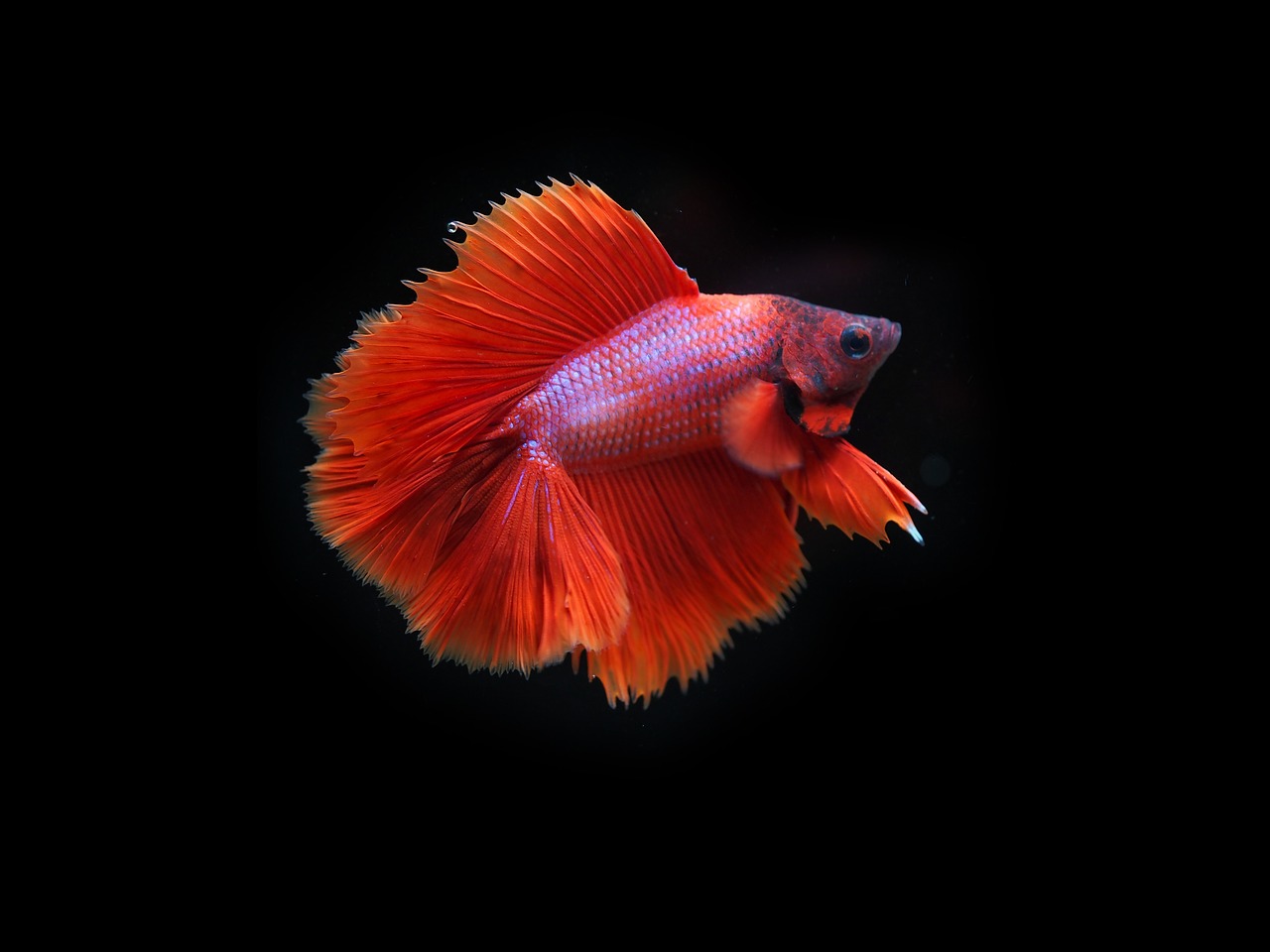 a close up of a fish with a black background, by Bernardino Mei, pexels, fine art, red and orange colored, innocent look. rich vivid colors, long flowing fins, glowing crimson head