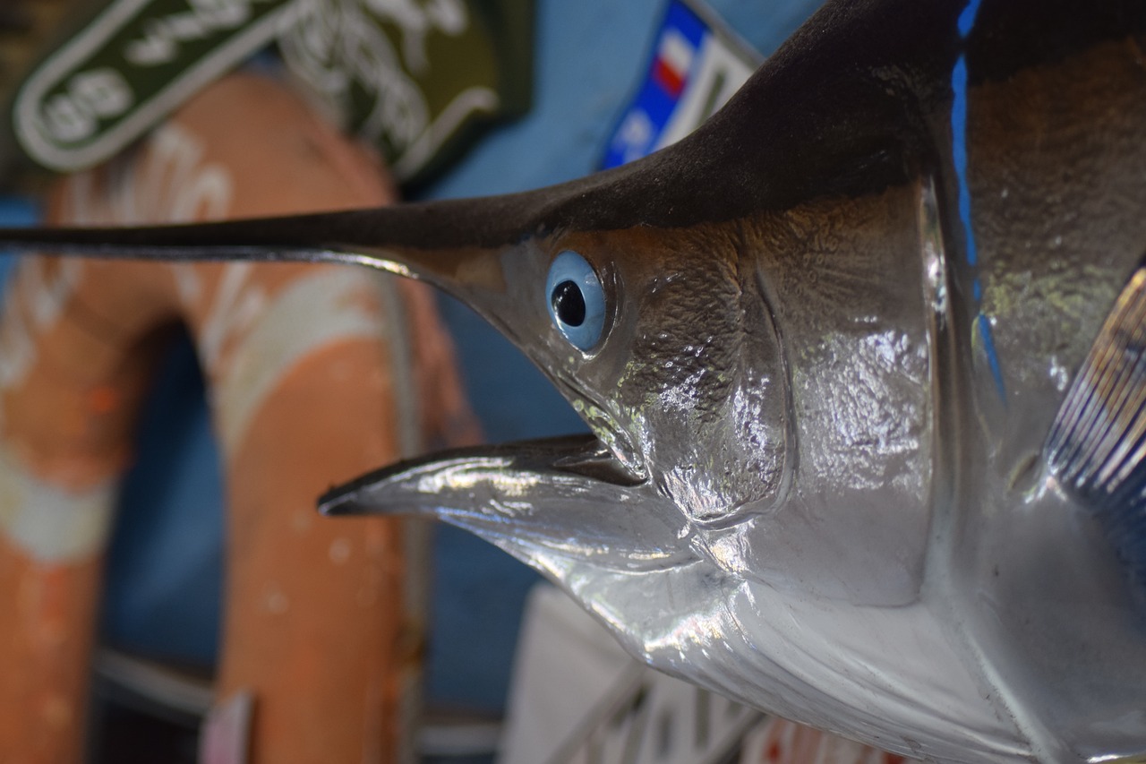 a close up of a fish on a table, by Robert Brackman, flickr, dolphins and swordfish, coherent face, fish market, large blue eyes