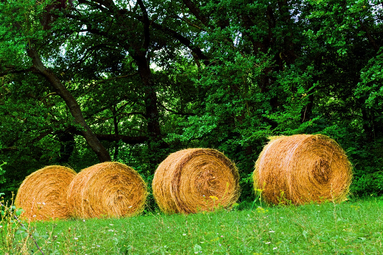 a group of hay bales sitting on top of a lush green field, a picture, inspired by David Ramsay Hay, shutterstock, woods background, high res photo, curved trees, vibrant vivid colors