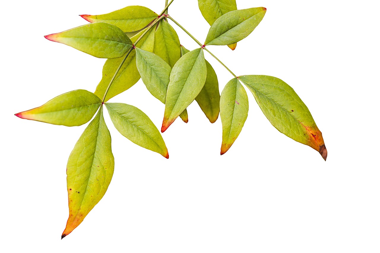a close up of a plant with green leaves, by Paul Davis, on the white background, autumn leaves background, catalog photo, istockphoto
