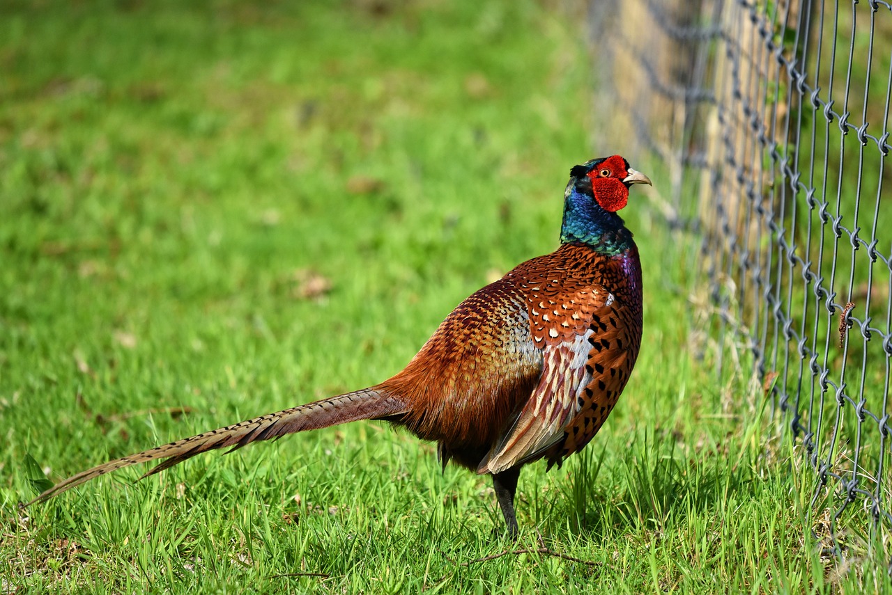 a bird that is standing in the grass, pixabay, renaissance, pheasant guard sits on a stump, older male, an afghan male type, 🦩🪐🐞👩🏻🦳