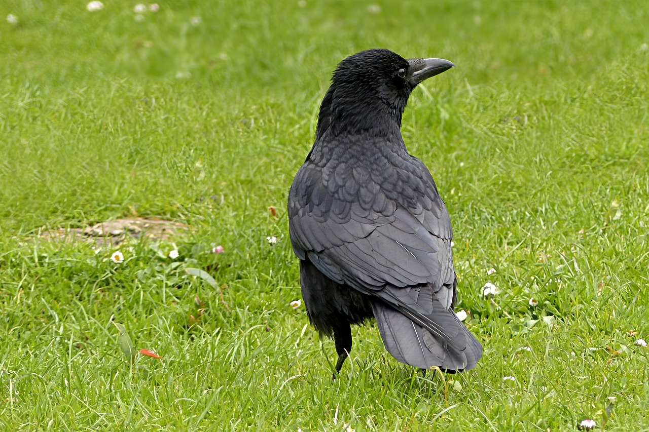 a black bird standing on top of a lush green field, inspired by Gonzalo Endara Crow, pixabay, renaissance, side view close up of a gaunt, kneeling, black hairs, sigma 5 0 0 mm f / 5
