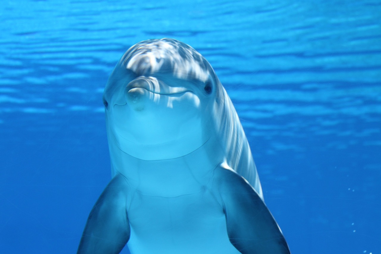 a close up of a dolphin in the water, shutterstock, hurufiyya, clear hd image, with a blue background, lolita, plump