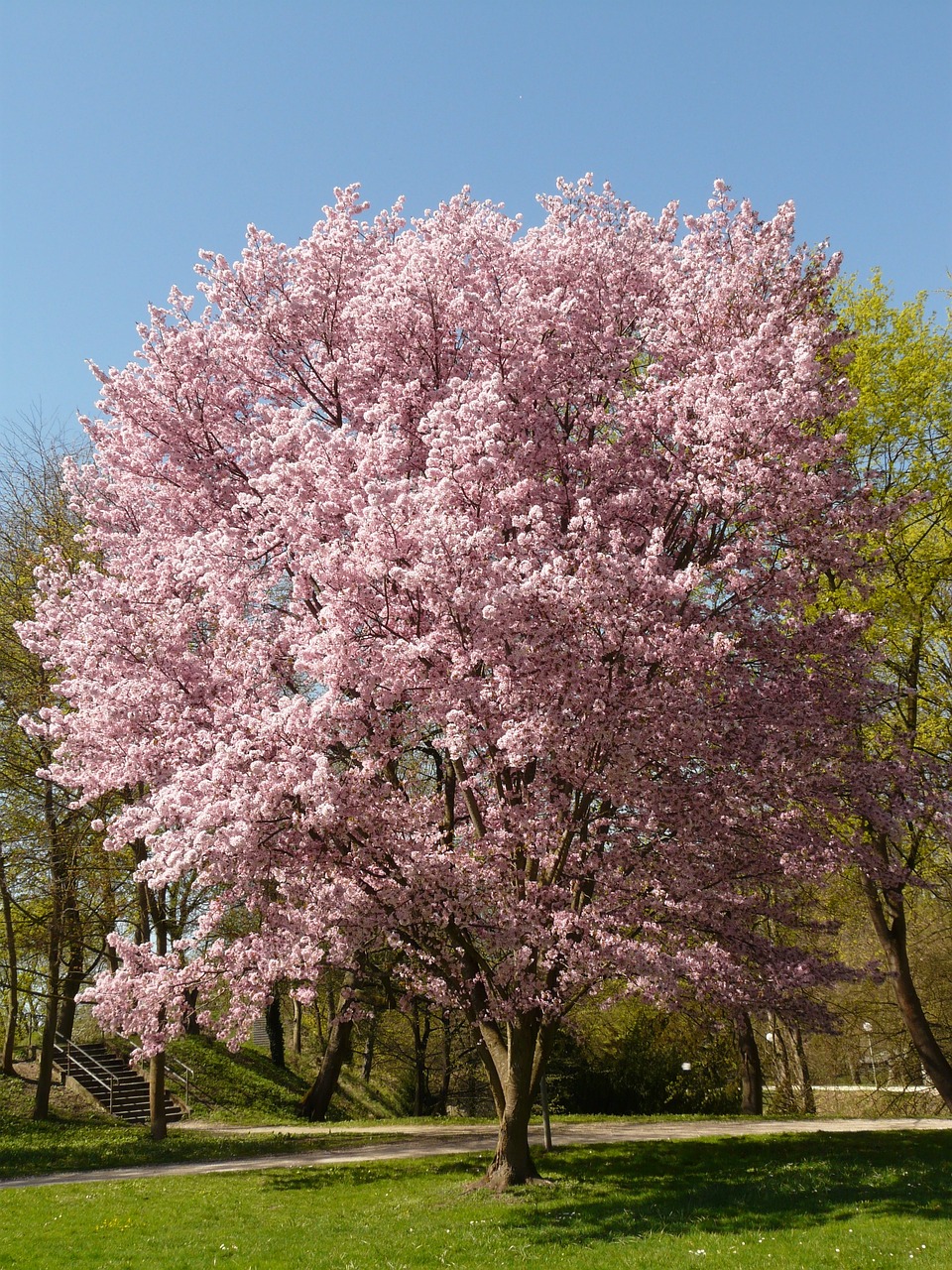 a large pink tree in the middle of a park, a photo, by Erwin Bowien, shutterstock, cherry blossums, very high detail, pyromallis rene maritte, a bald