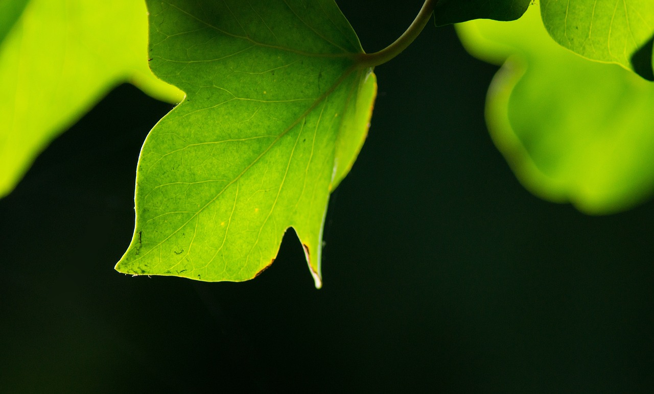 a close up of a leaf on a tree, by Yi Jaegwan, unsplash, green ambient light, closeup 4k, portrait image, back - lit