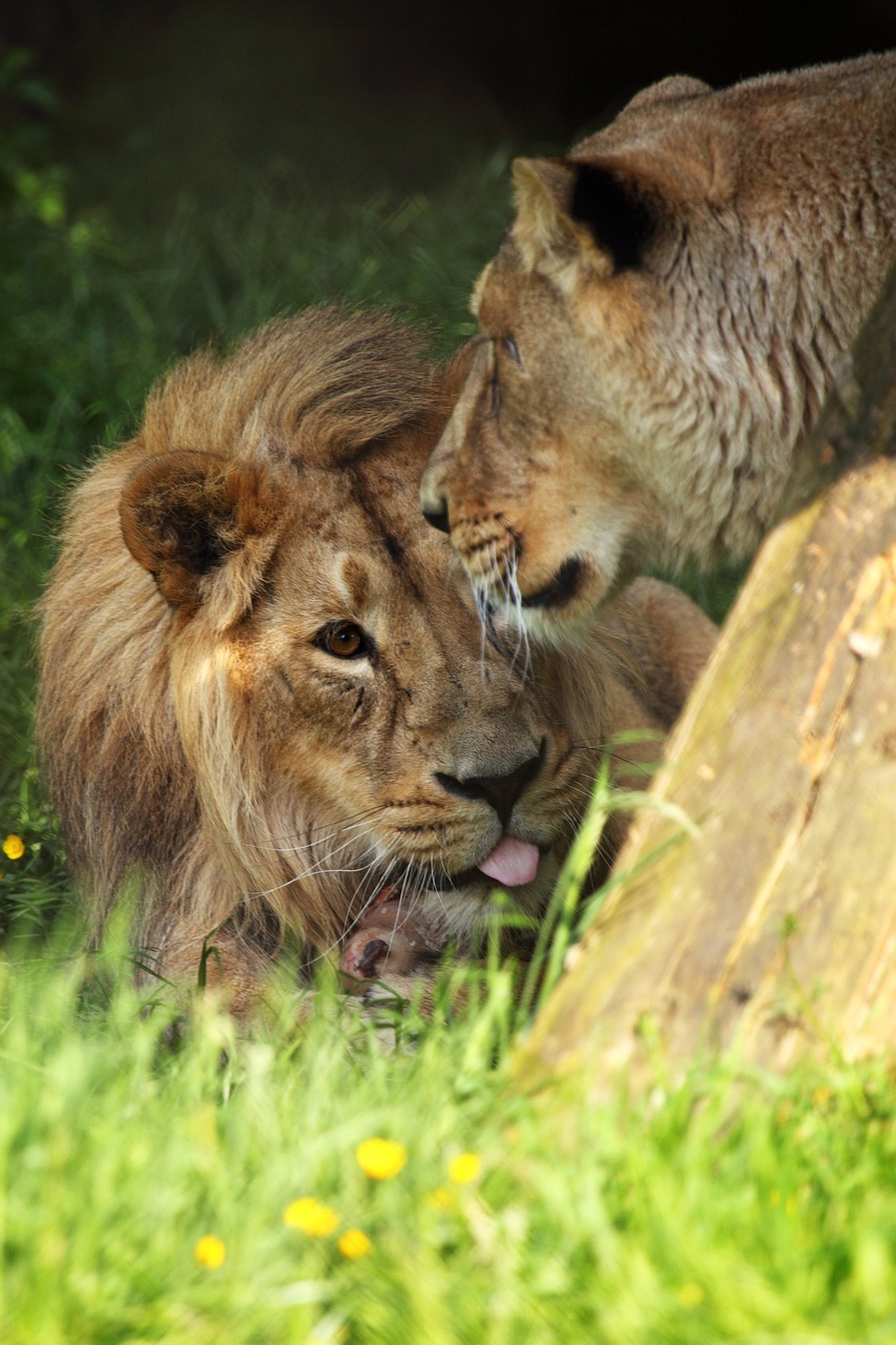 a couple of lions laying on top of a lush green field, by Jan Tengnagel, figuration libre, daddy, licking out, taken in zoo, with the mane of a lion