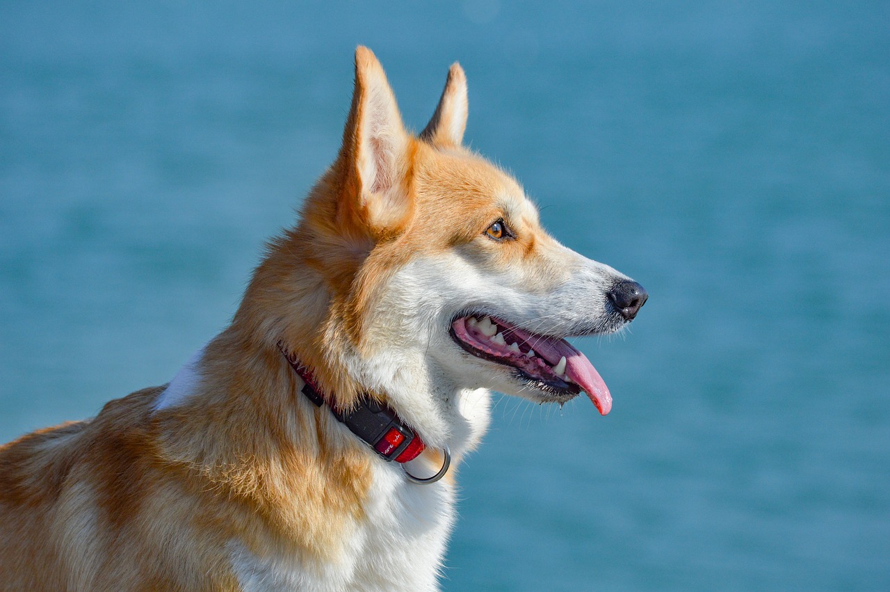 a brown and white dog standing next to a body of water, a portrait, shutterstock, corgi cosmonaut, profile close-up view, over the head of a sea wolf, beautiful sunny day