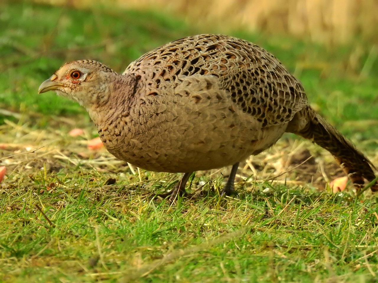 a bird that is standing in the grass, a portrait, by Jan Tengnagel, pixabay, a character based on a haggis, full body shot close up, thick tail, mid 2 0's female