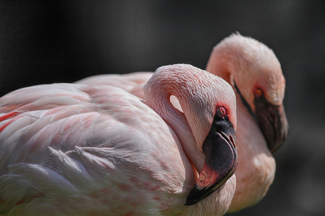 a couple of flamingos standing next to each other, by Dietmar Damerau, flickr, romanticism, closeup at the face, sleepy, molten, taken with a pentax k1000