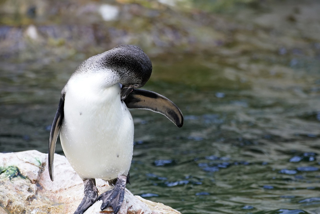 a penguin standing on a rock in the water, a picture, by Dietmar Damerau, shutterstock, picture taken in zoo, rounded beak, very sharp photo