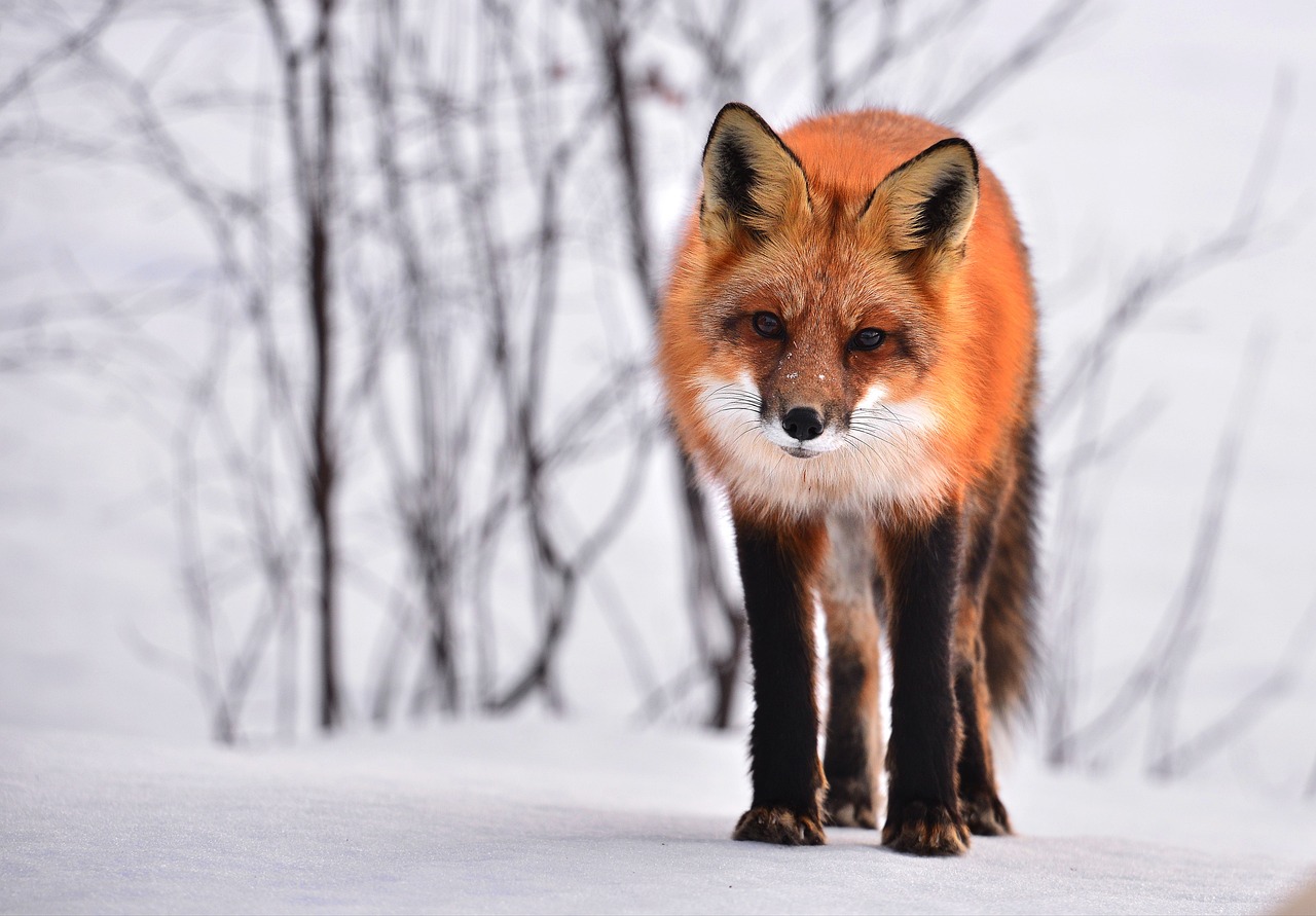 a red fox walking across a snow covered field, a portrait, by Sebastian Vrancx, trending on pexels, fantastic realism, istock, innocent look. rich vivid colors, with a white nose, foxes