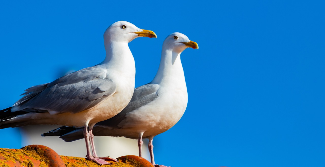 a couple of birds standing on top of a roof, a portrait, shutterstock, seagull, closeup photo, modern high sharpness photo