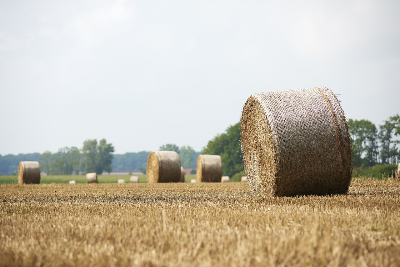 hay bales in a field with trees in the background, a picture, shutterstock, figuration libre, high detail product photo