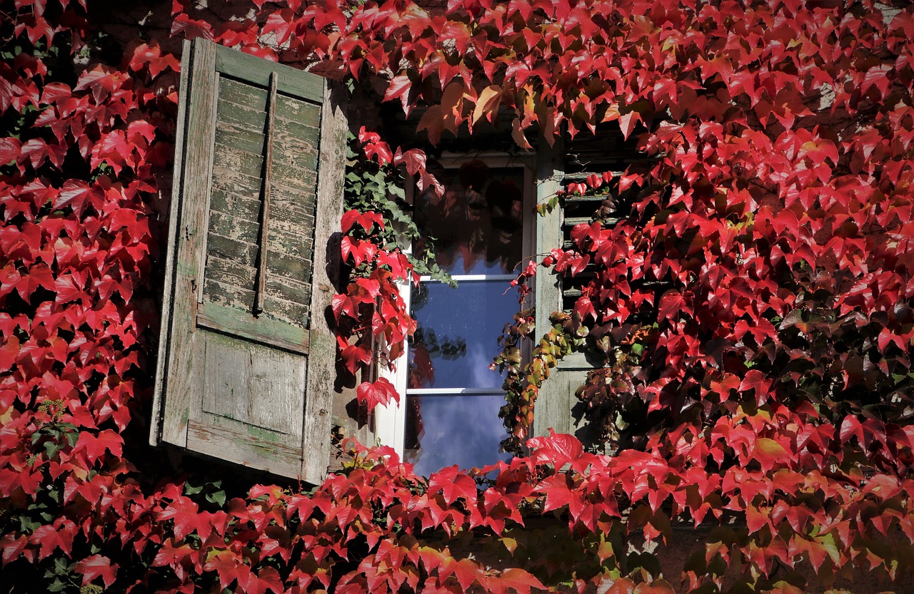 a window that has some red leaves on it, inspired by Franz Sedlacek, award - winning photo. ”