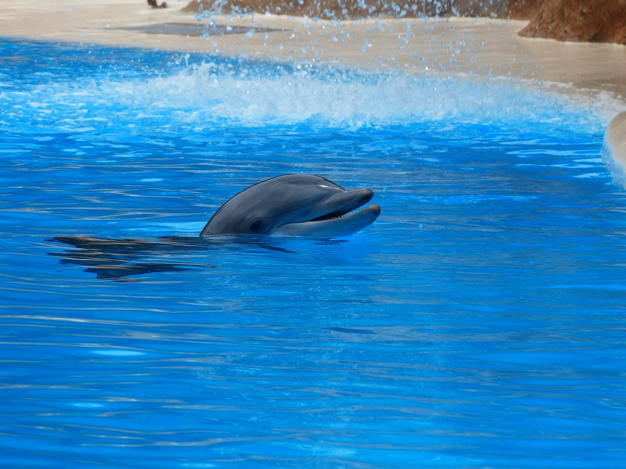 a dolphin that is standing in the water, a photo, wide shot photo, flume, 7 0 s photo