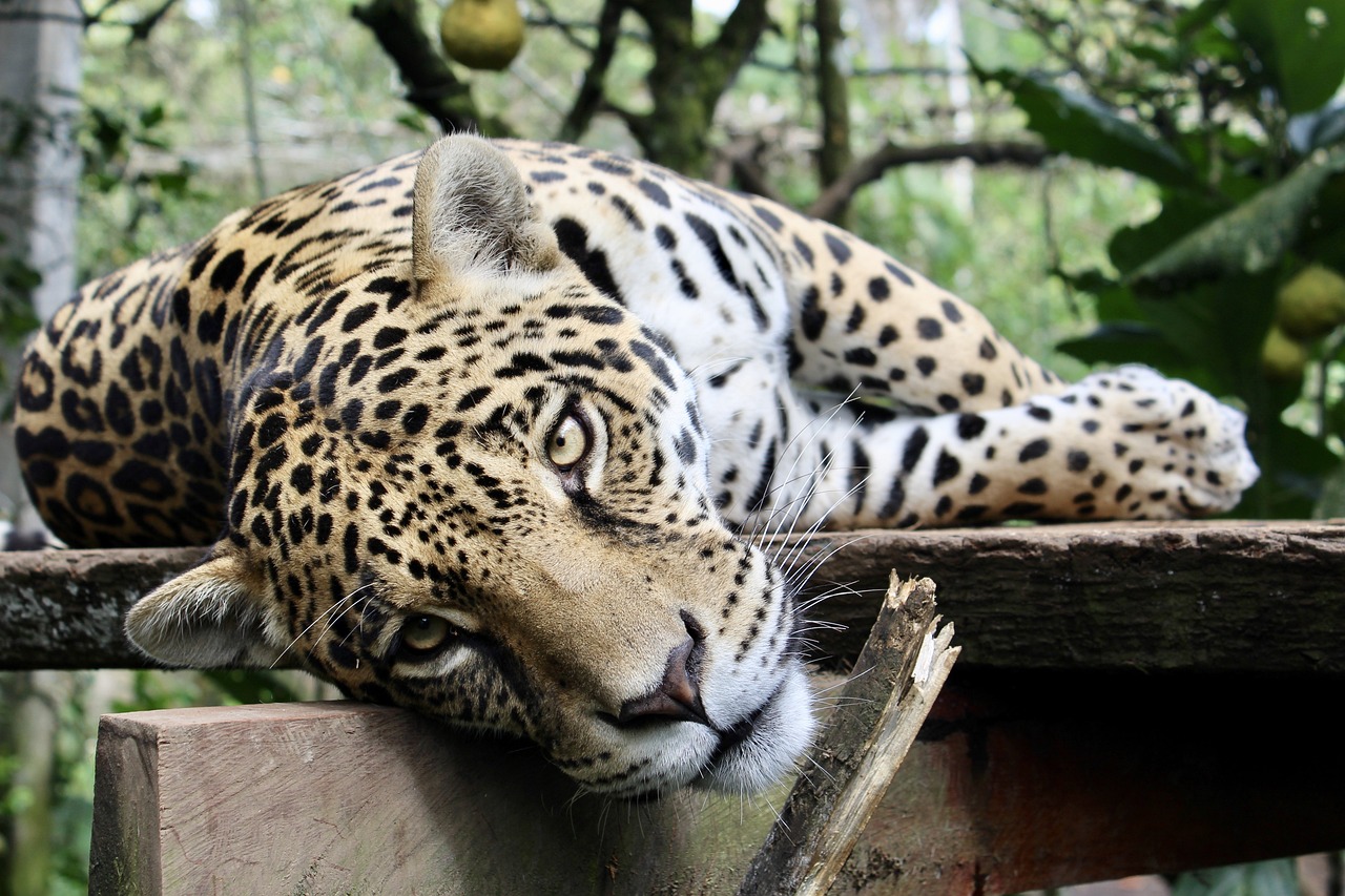 a large leopard laying on top of a wooden fence, a photo, pexels, sumatraism, mayan jaguar warrior, with a white muzzle, peruvian looking, photograph credit: ap