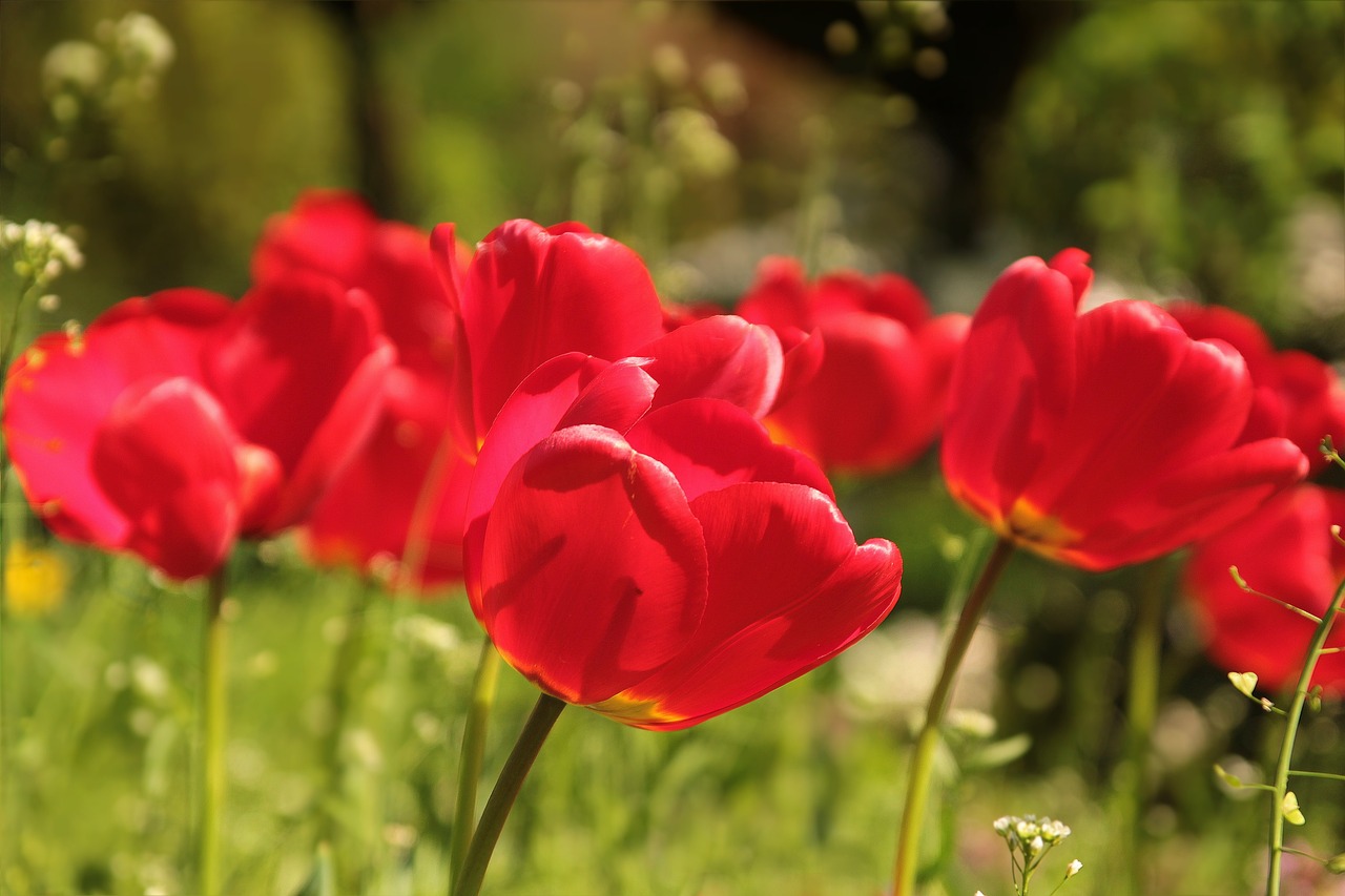 a group of red tulips sitting on top of a lush green field, a picture, romanticism, closeup photo, photorealistic photo, detailed zoom photo, 7 0 mm photo