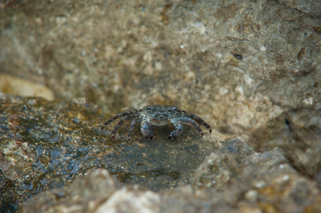 a crab that is sitting on some rocks, shin hanga, alexandros pyromallis, backpfeifengesicht, sparkling in the flowing creek, thallasophobia