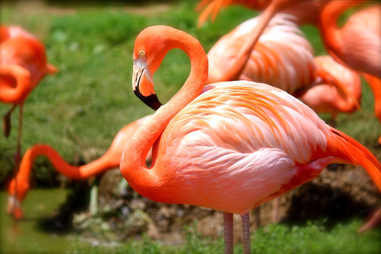 a flock of flamingos standing on top of a lush green field, a photo, wallpaper”, watch photo