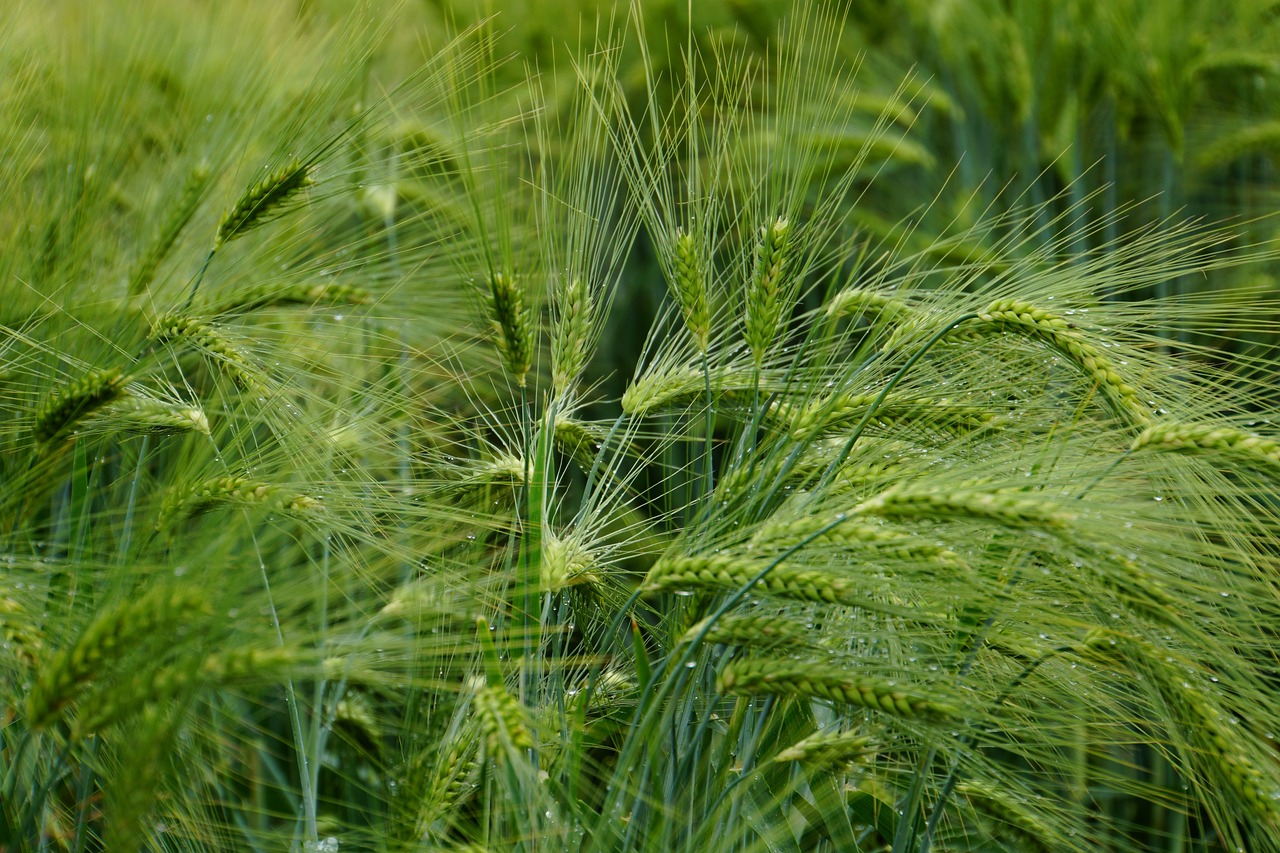 a close up of a field of green wheat, by Joseph von Führich, pexels, bangalore, grain kodak, green rain, ears