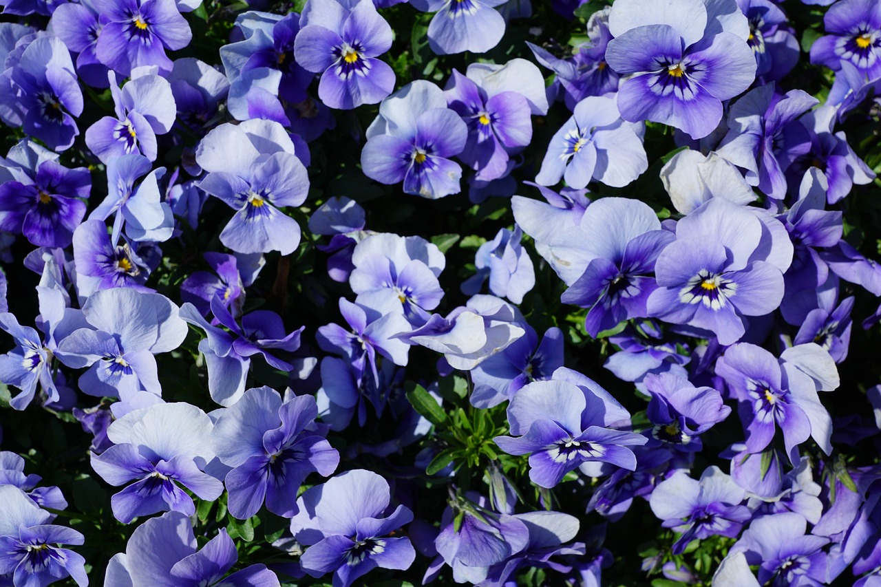 a bunch of purple flowers sitting on top of a lush green field, a portrait, bauhaus, blue - petals, flowers in a flower bed, high quality product image”