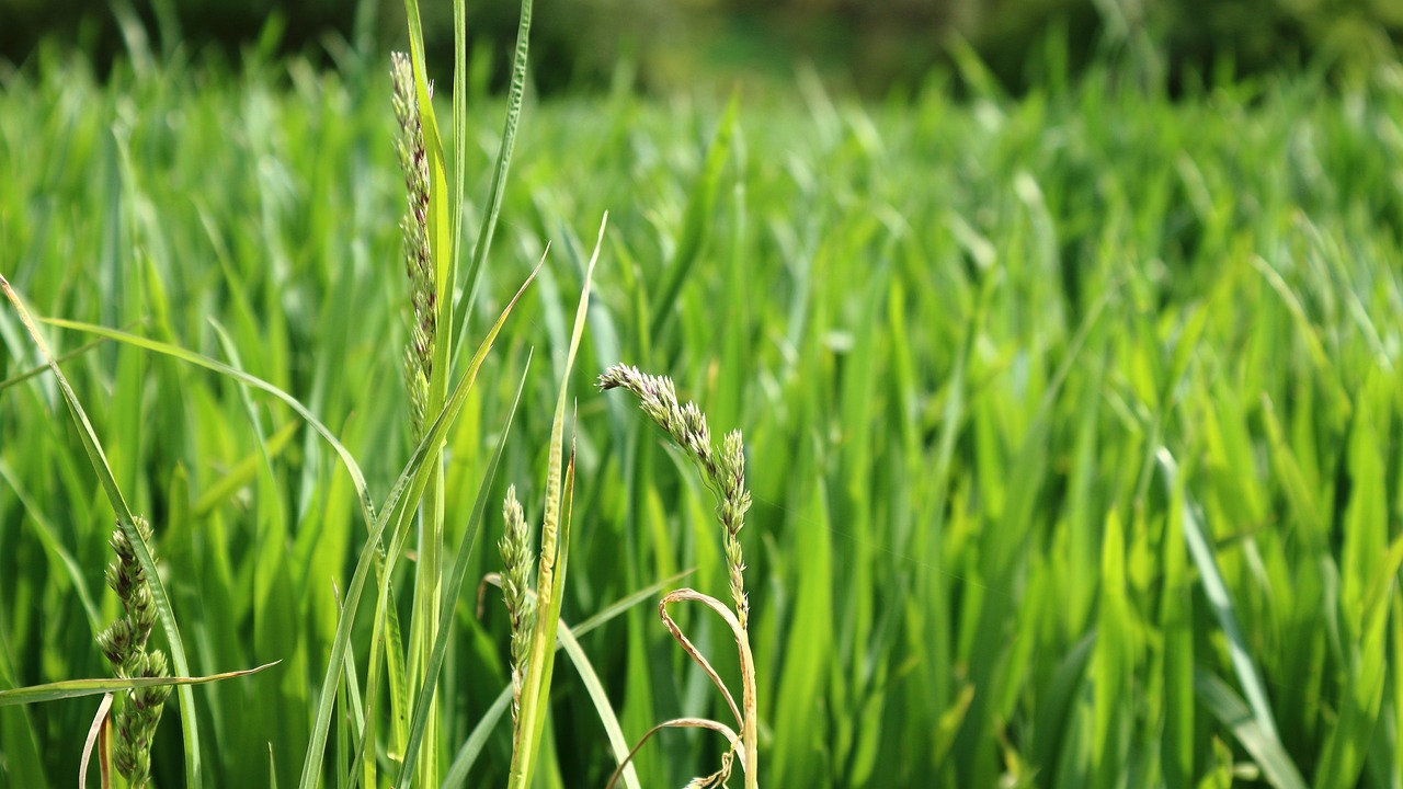 a close up of tall grass in a field, a picture, by Richard Carline, rice, sitting on green grass, malt, closeup photo