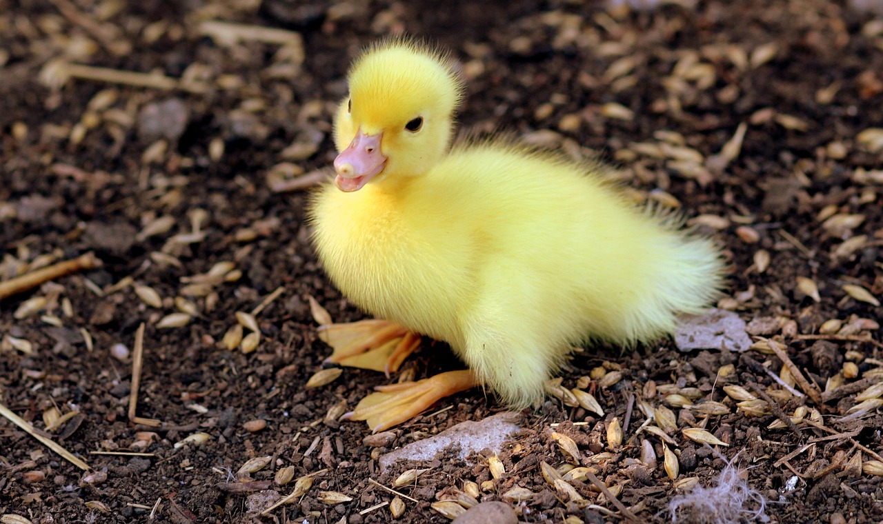 a small yellow duck sitting on top of a pile of dirt, a picture, flickr, renaissance, incredibly cute, photograph credit: ap, blank stare”, photorealistic ”