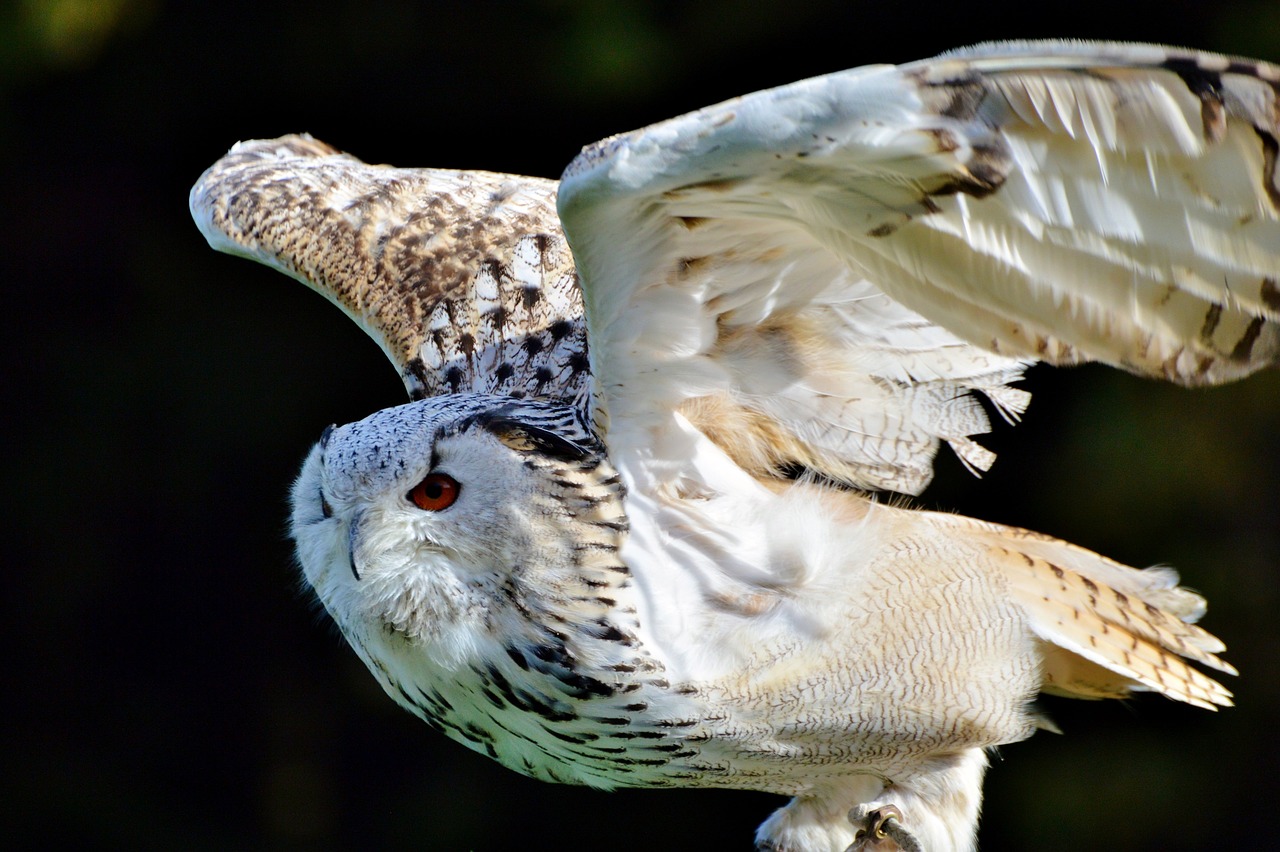 a close up of an owl with its wings spread, a picture, pexels, arabesque, white hair floating in air, profile close-up view, no words 4 k, in the sun
