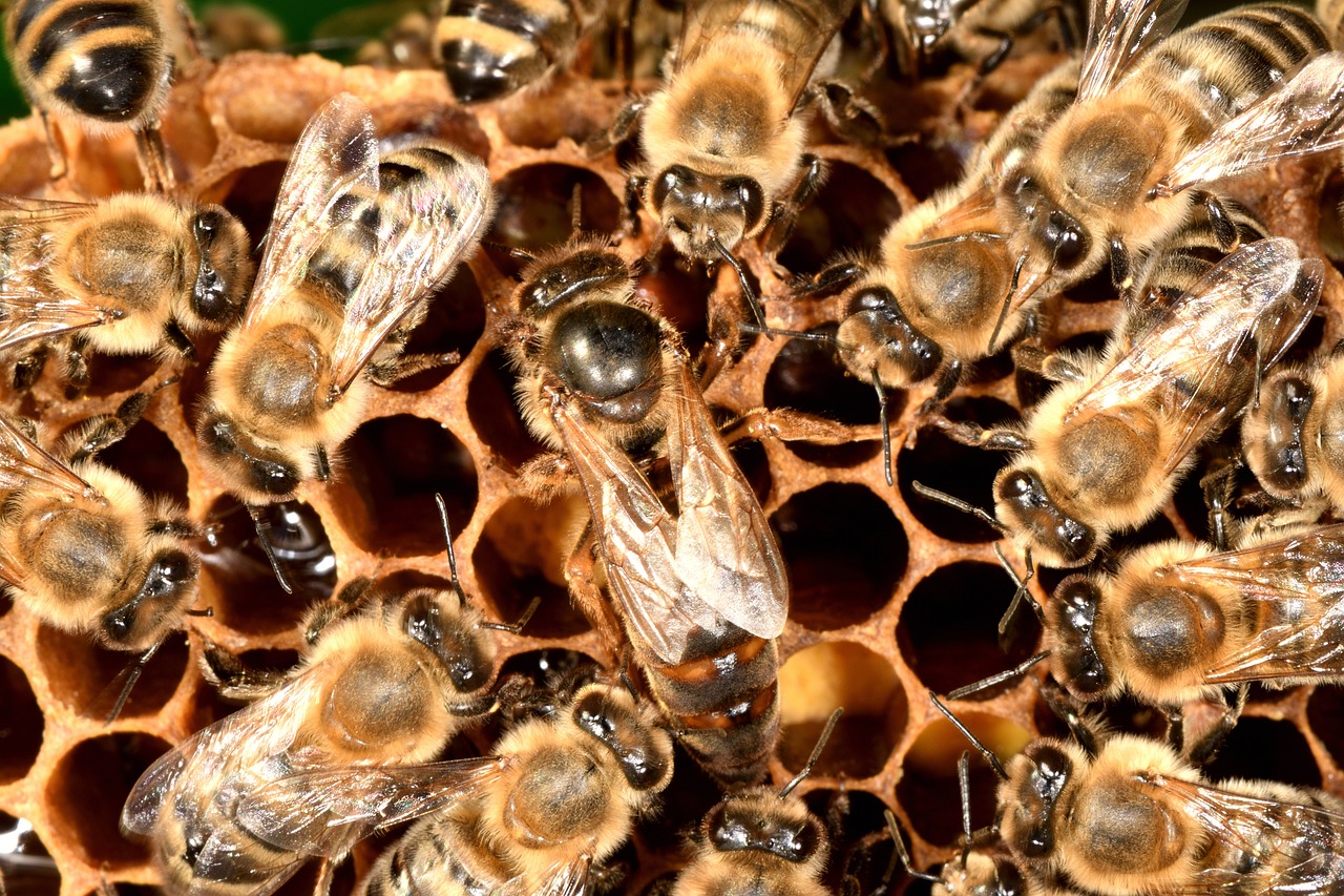 a bunch of bees that are inside of a beehive, a portrait, by Abraham van Beijeren, shutterstock, 1 6 x 1 6, macro 20mm, exposed inner structure, crowded and populated