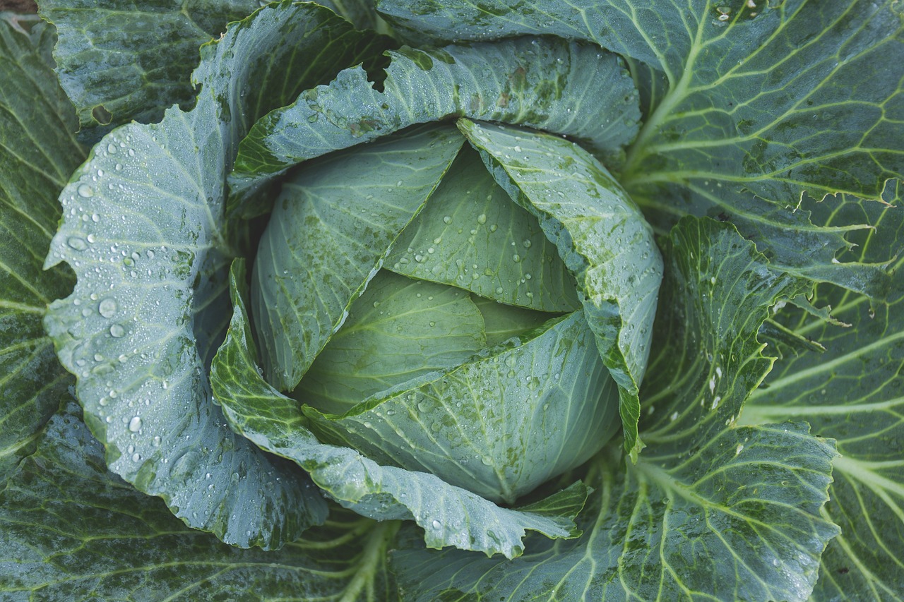 a head of cabbage with water droplets on it, by Richard Carline, birdseye view, all growing inside an enormous, high quality product image”