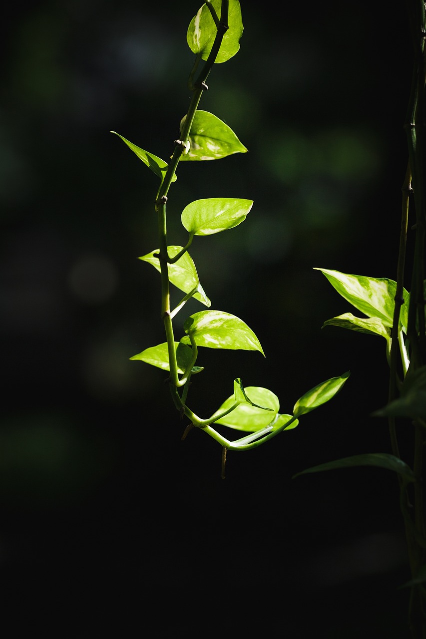 a close up of a plant with green leaves, a picture, by Thomas Häfner, low - key lighting, lianas, deep shadows and bokeh, bokeh photo
