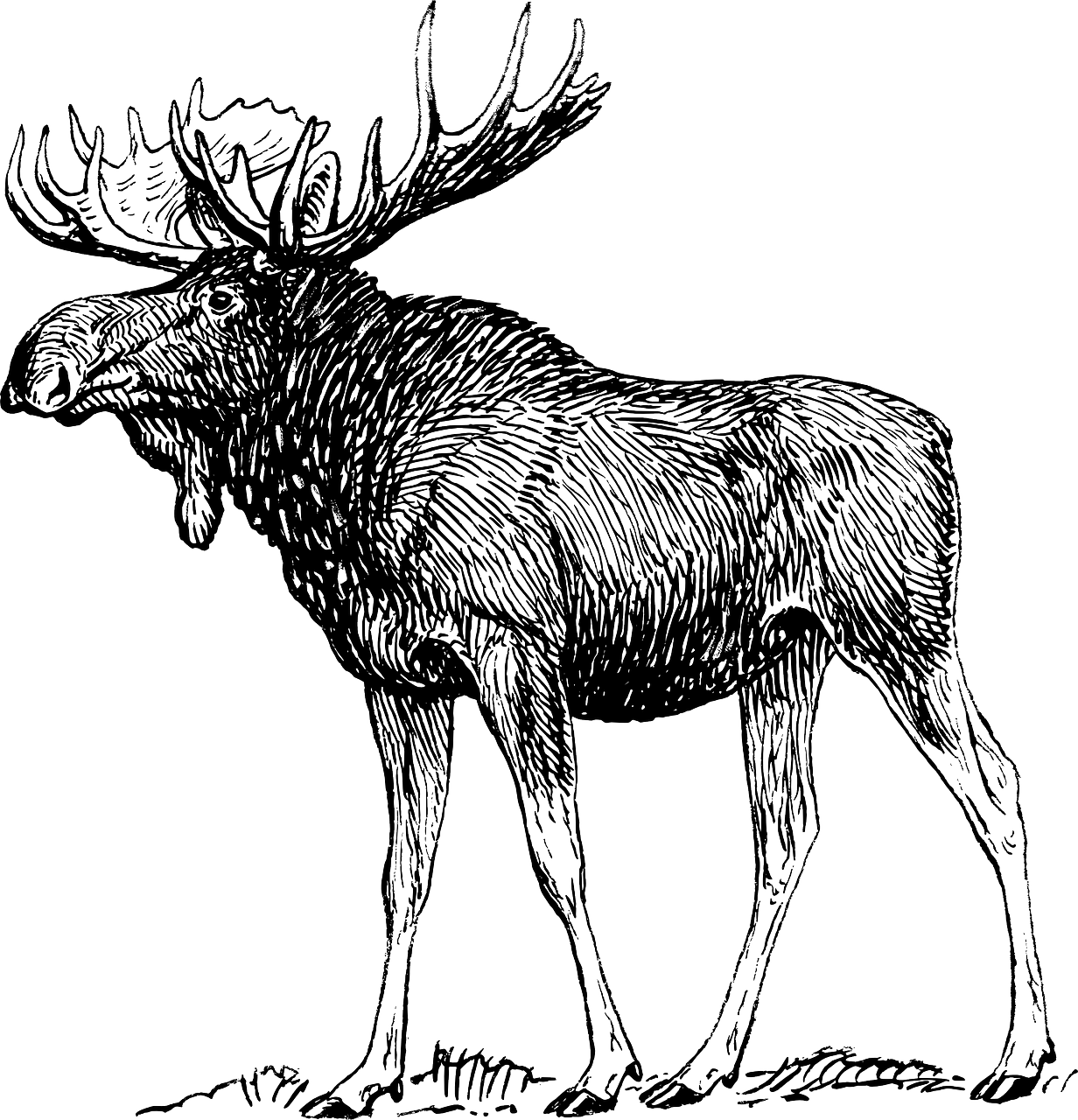 a black and white drawing of a moose, old, stern, real, wooden