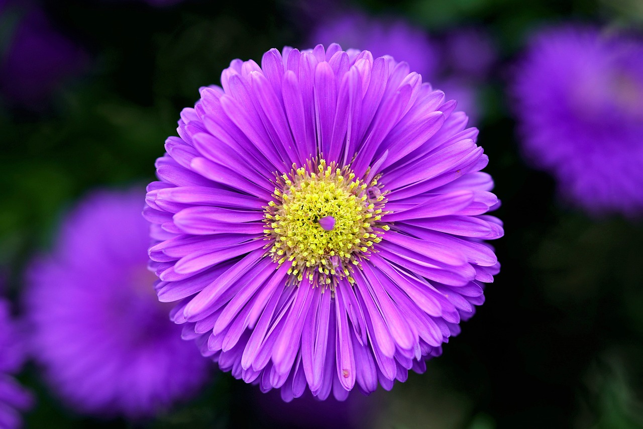 a close up of a purple flower with other flowers in the background, a macro photograph, by Jan Rustem, supernova, ari aster, beautiful symmetric, istock