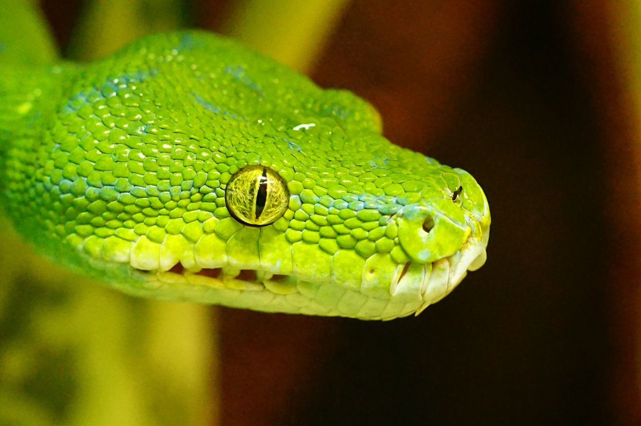 a close up of a green snake's head, flickr, synchromism, getty images, avatar image, maxwell boas, vivid colors!