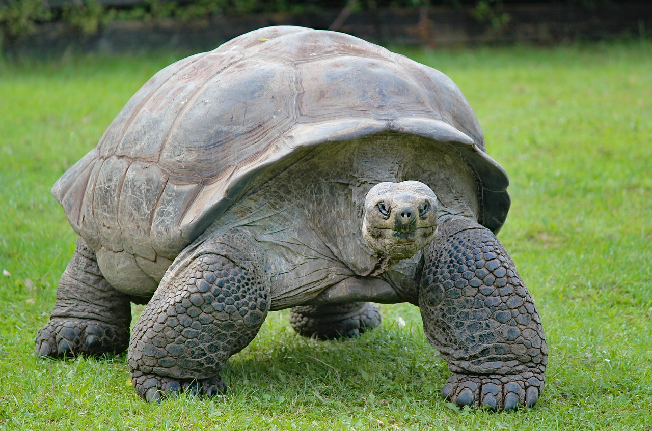 a large turtle walking across a lush green field, shutterstock, hurufiyya, large grey eyes, supermodel, chunky!!!, old man