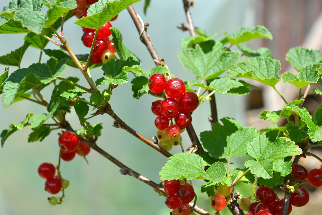 a close up of a bunch of berries on a tree, shutterstock, hurufiyya, birch, selenar, vibrant vegetation, stock photo