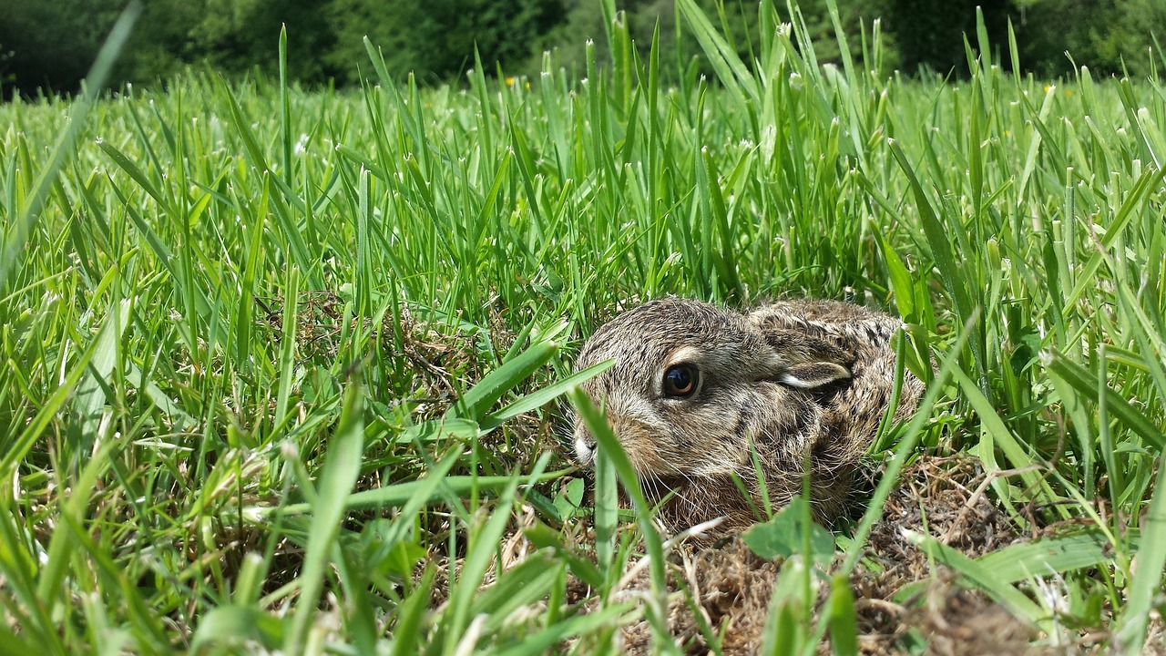 a bird that is sitting in the grass, happening, bunny head, viewed from the ground, lying on the ground, outdoor photo