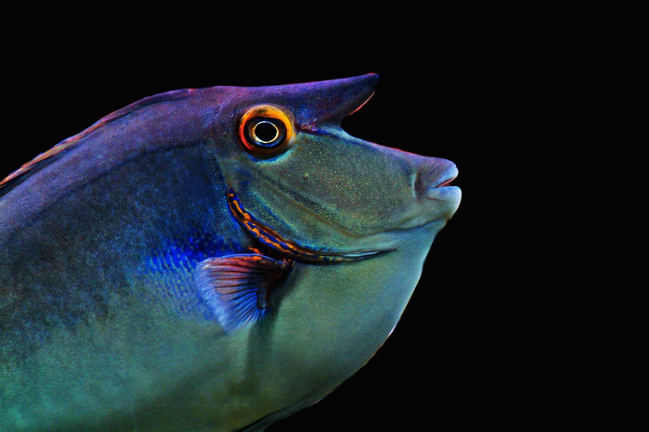 a close up of a fish with a black background, dada, realistic colorful photography, deep blue sea color, looking to the side off camera, the photo shows a large