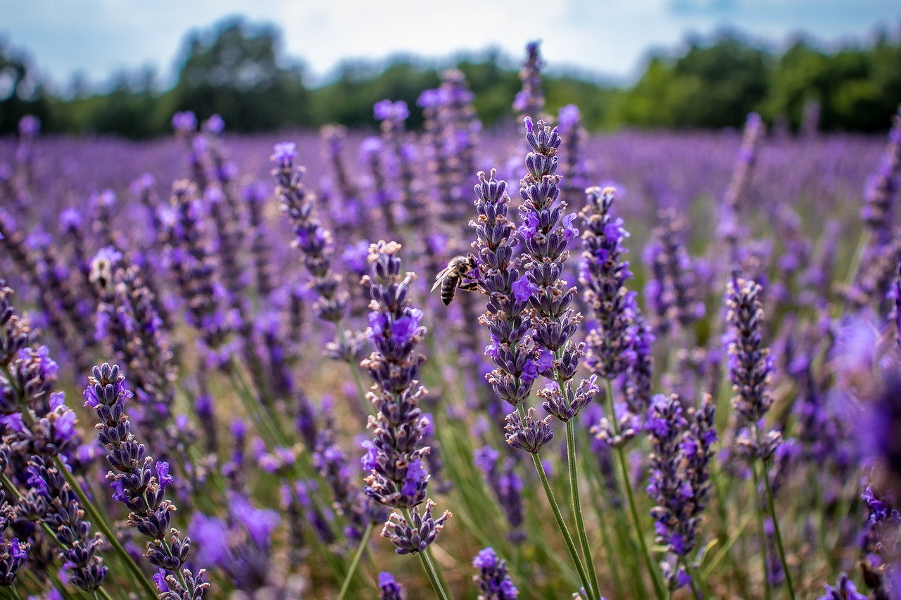 a bee sitting on top of a purple flower, by Erwin Bowien, pexels, lavender fields in full bloom, stock photo, 1 6 x 1 6, reportage photo