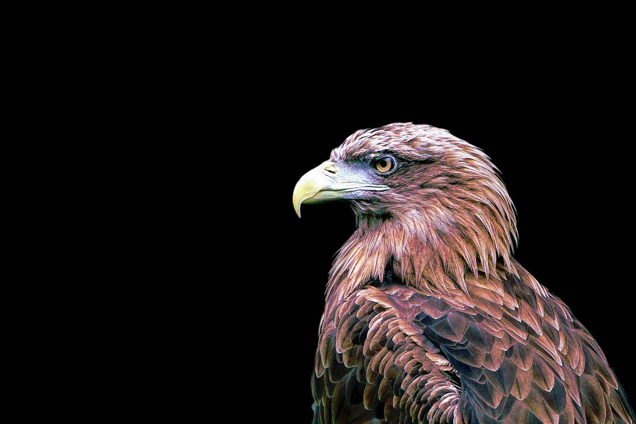 a close up of a bird of prey on a black background, a digital painting, realistic painting style, oil painting photo real, phone wallpaper, coloured photo