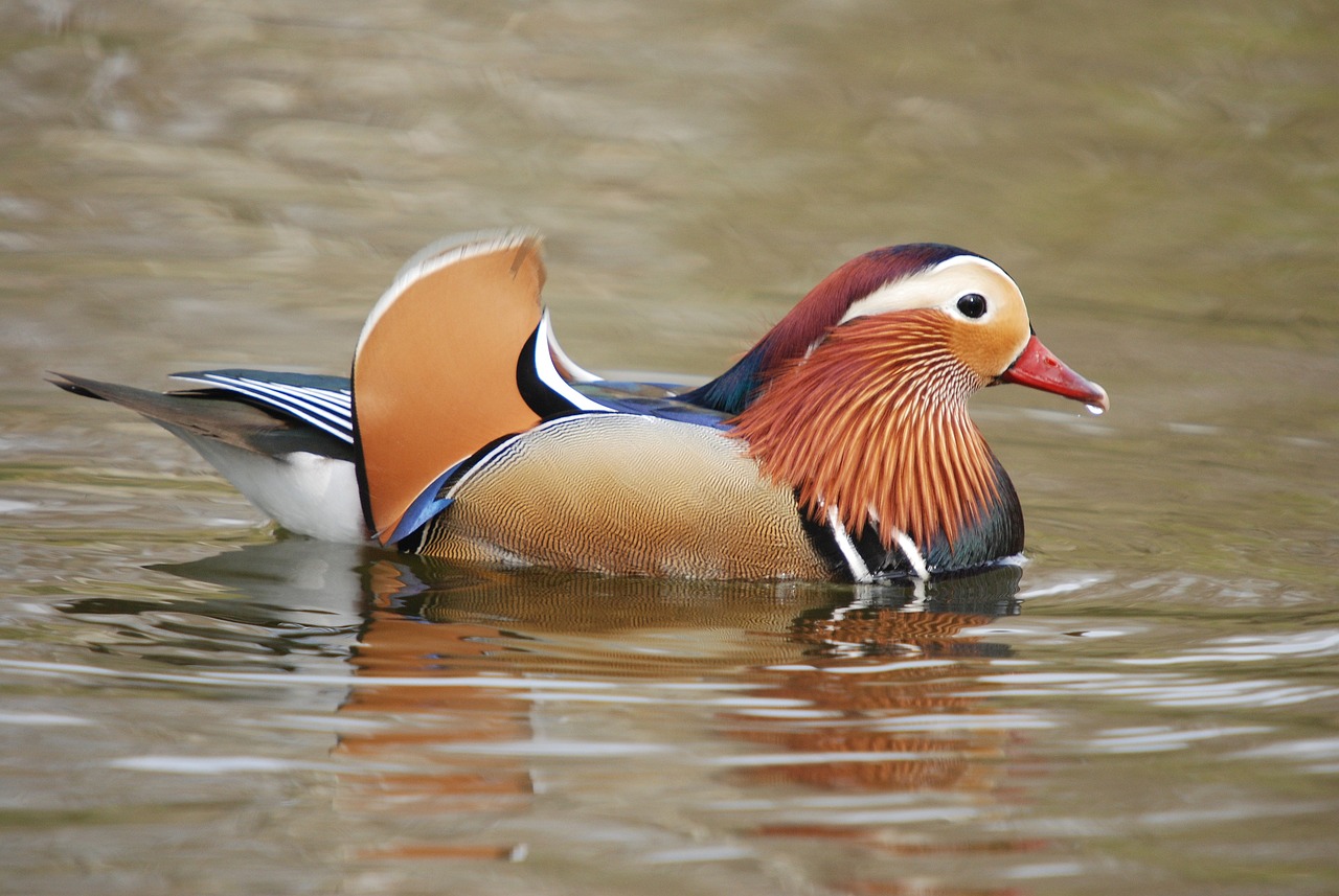 a close up of a duck in a body of water, by Jan Rustem, shutterstock, shin hanga, colorful bird with a long, animals mating, beijing, hong lei